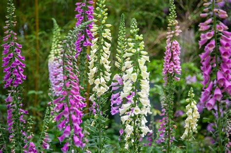 多年生草花種類|宿根草（多年草）おすすめ20選｜植えっぱなしで毎年 